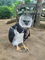 Gavião-real é resgatado pelo Ibama no Amazonas