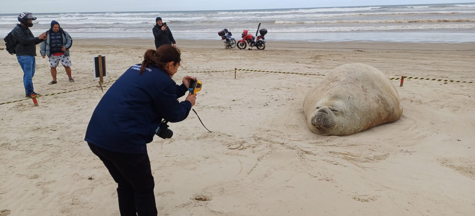 2025-08-20 Elefante-marinho é avaliado por bióloga de instituto ambiental em praia de SC.jpg