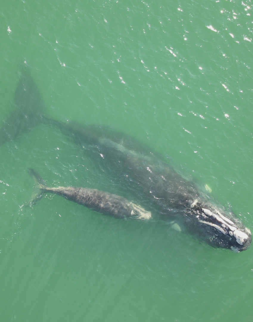 2025-07-10 Baleia-franca e seu filhote na praia da Pinheira, em Palhoça (SC).jpg