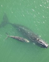 Ibama acompanha baleia-franca com filhote na Praia da Pinheira, em Palhoça (SC)