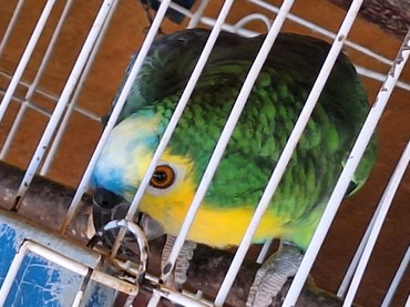 20225-11-10 Ibama atuou em PE e PB para reprimir caça ilegal, cativeiro e maus-tratos a animais silvestres.jpg