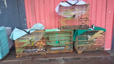 2025 04 14 12 passeriformes foram apreendidos durante a operação.jpg