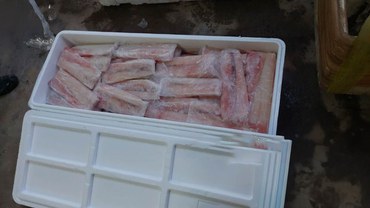 2025 04 14 Pescado sem origem apreendido durante a Operação Mareados.jpg