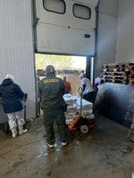 Ibama apreende 12,5 toneladas de pescado irregular de espécies ameaçadas no Ceará