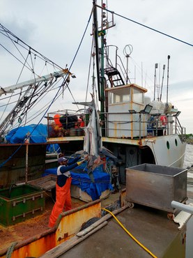 2025-11-04 Parte do pescado apreendido eram barbatanas de tubarão.jpg