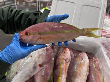 Apreensão de pescado no aeroporto de Viracopos