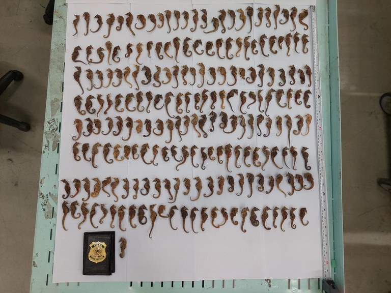 2025-07-31 201 cavalos-marinhos secos foram encontrados em remessa postal.jpg