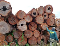 Ibama apreende 5,7 mil m³ de madeira ilegal em Roraima