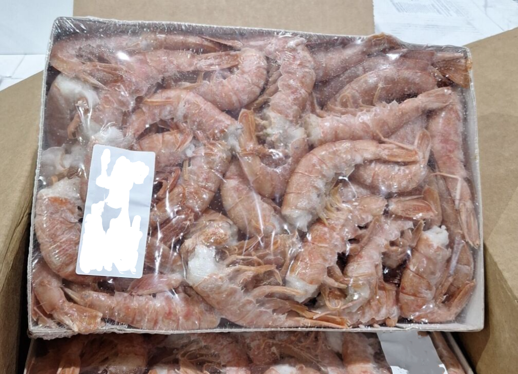 Crustáceos apreendidos durante Operação Decapoda.