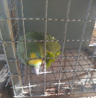 Ibama apreende aves silvestres sem origem legal em Mato Grosso