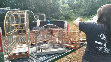 Aves apreendidas não tinham origem legal
