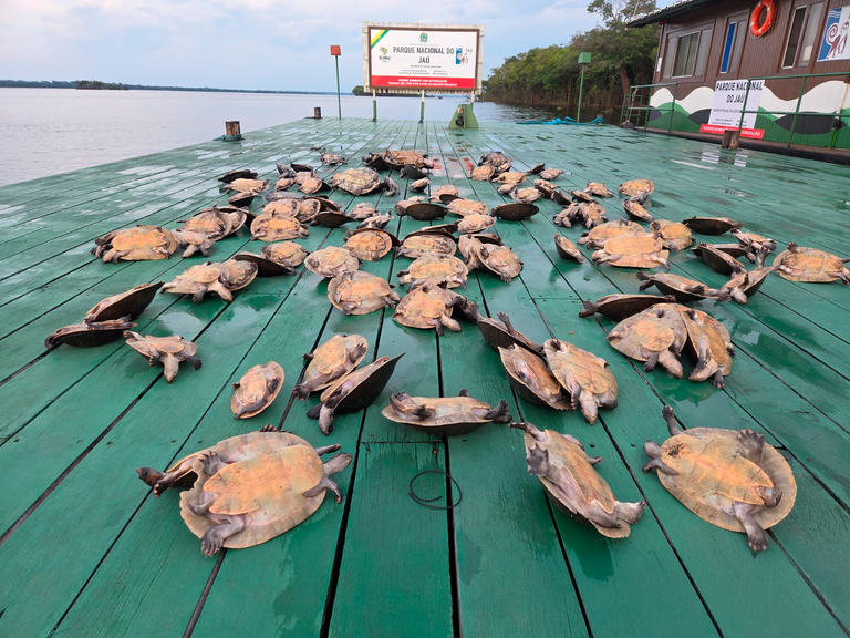Espécimes apreendidos em embarcação no AM