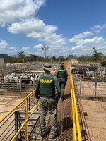 Ibama apreende gado de áreas desmatadas ilegalmente e autua frigoríficos na Amazônia