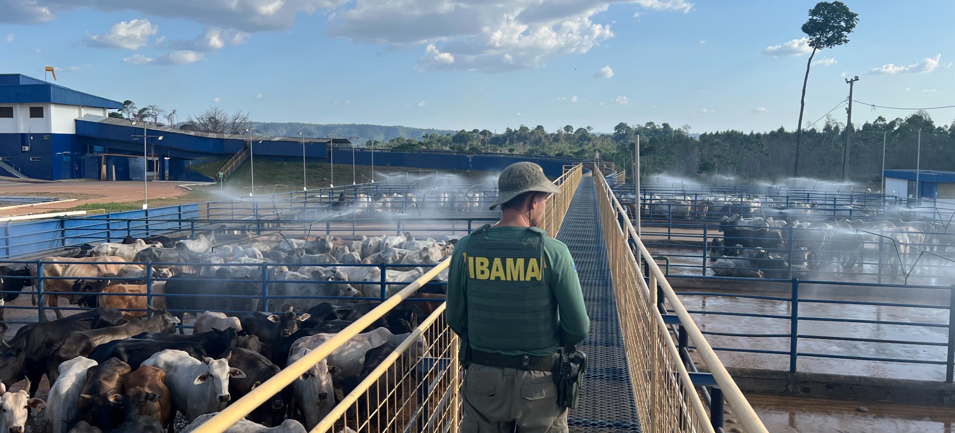 2025-09-01 Ibama apreende 7 mil cabeças de gado em áreas embargadas por desmatamento ilegal no Pará durante a Operação Carne Fria 3.jpg