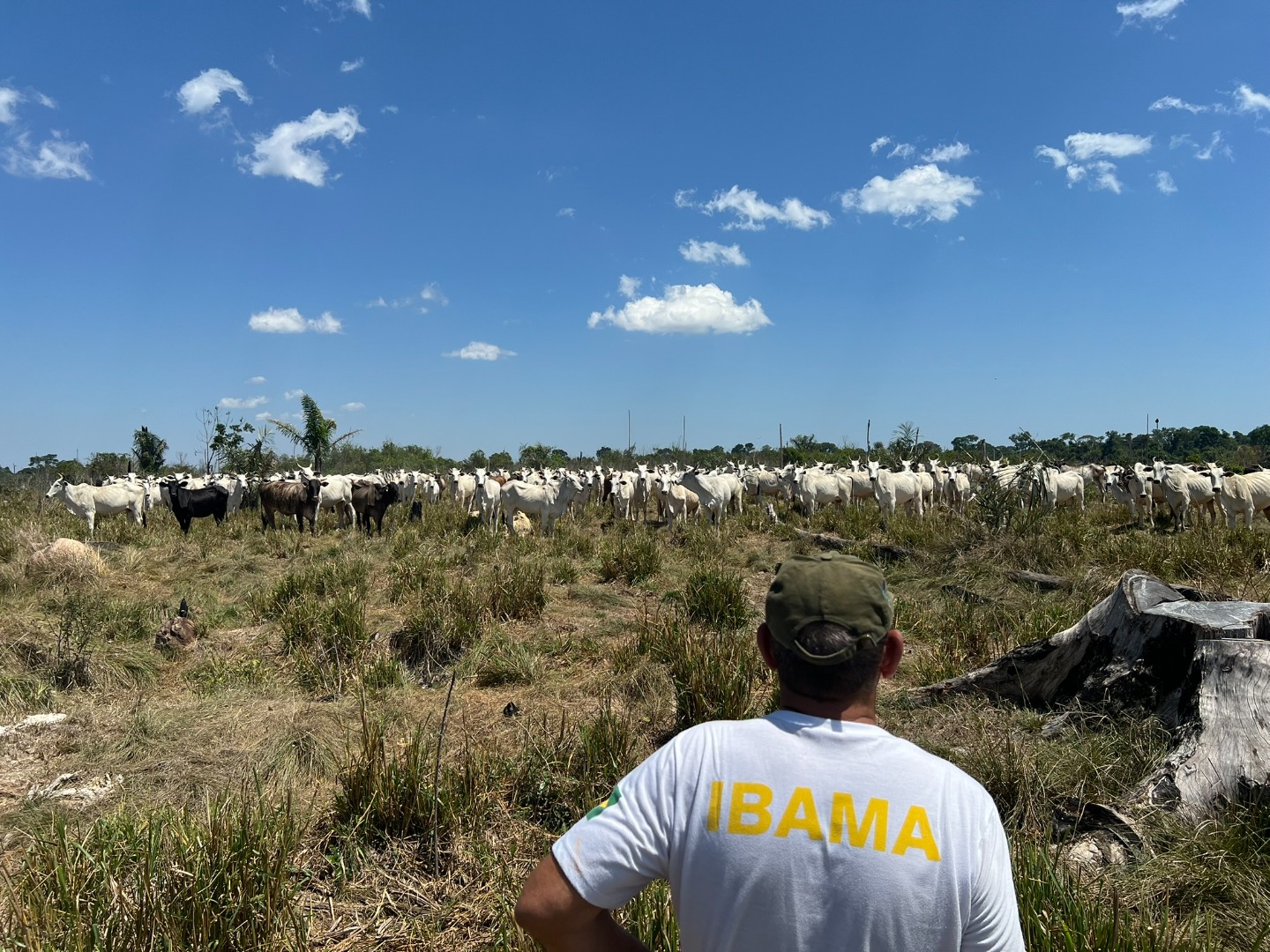 2025-09-01 Ibama identifica gado criado em área de floresta desmatada ilegalmente durante a Operação Carne Fria 3, no Pará.JPEG