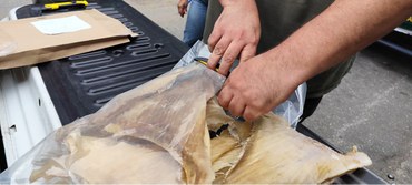 2025-12-03 Mais de 70 kg de barbatanas de tubarão desidratadas apreendidas por ausência de comprovação de origem legal.jpg