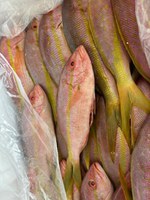 Ibama apreende mais de 2 toneladas de pescado ilegal no Aeroporto de Guarulhos (SP)