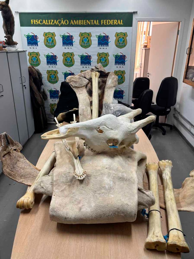 2025-06-23 Fiscalização do Ibama apreende ossos de girafa em Guarulhos.jpeg