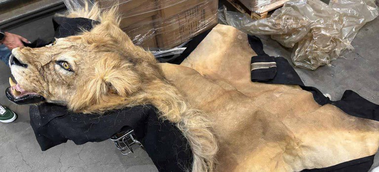 2025-06-23 Pele inteira de leão é conhecida como troféu entre caçadores.jpeg