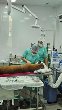 2025-09-22 Atendimento de onça-parda por equipe do Cetas Goiânia.jpg