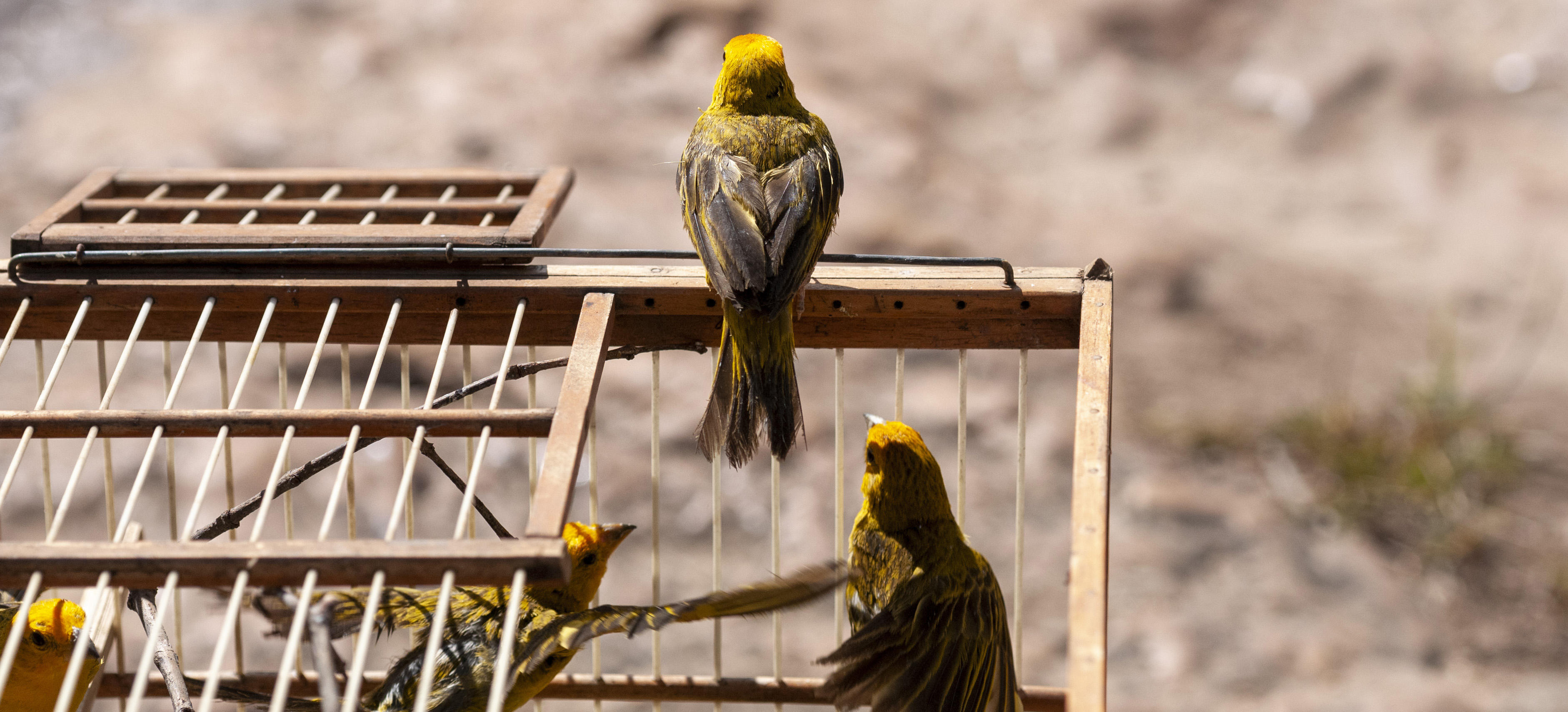 2025-09-22 Soltura de pássaros