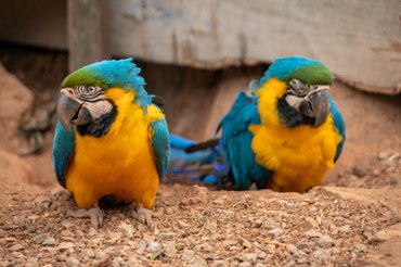 2025-09-22 Soltura de Araras.jpg