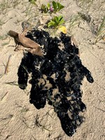 Ibama atua em resposta emergencial a manchas de óleo no litoral do Rio Grande do Norte