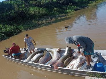 2025-08-22 Ribeirinhos e indígenas garantem o futuro do pirarucu com práticas de pesca sustentável.jpg