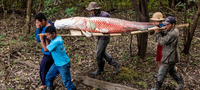 Ibama autoriza manejo sustentável do pirarucu na Terra Indígena Vale do Javari