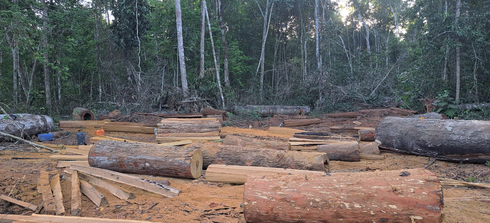 2027-07-09 Madeira extraída ilegalmente na Terra Indígena Parque do Xingu.jpeg
