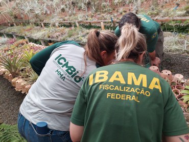 2025-05-16 Agentes fazem a análise das bromélias apreendidas.jpeg