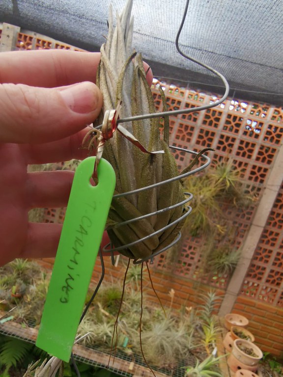 2025-05-16 Espécime apreendida recebe a identificação taxonômica.jpg