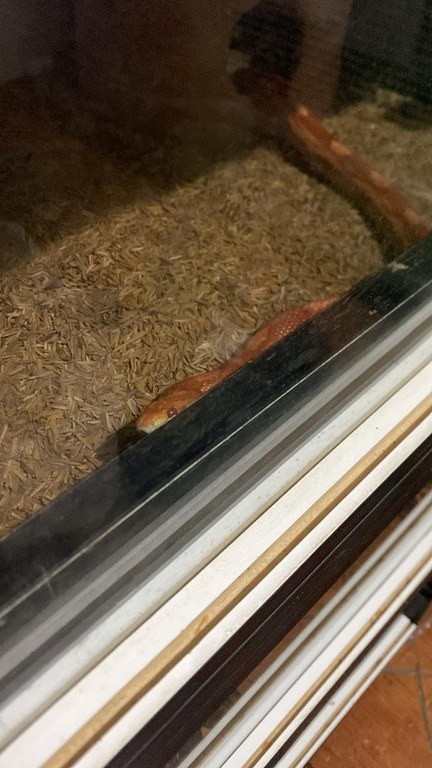 Répteis apreendidos em criadouro ilegal.jpeg