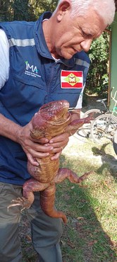 Lagarto argentino é resgatado em Santa Catarina.jpeg