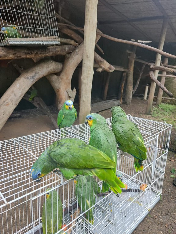 2027-07-17 Após reabilitação no Cetas-AL, papagaios-do-mangue serão reintroduzidos na Mata Atlântica.jpeg