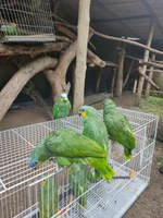 Ibama destina 19 papagaios-do-mangue para reintrodução em áreas de Mata Atlântica em Alagoas