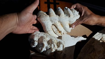 2025-06-16 Equipe encontra fósseis de mastofauna (conjunto de mamíferos de uma determinada região ou habitat) em balsas de garimpo.jpg