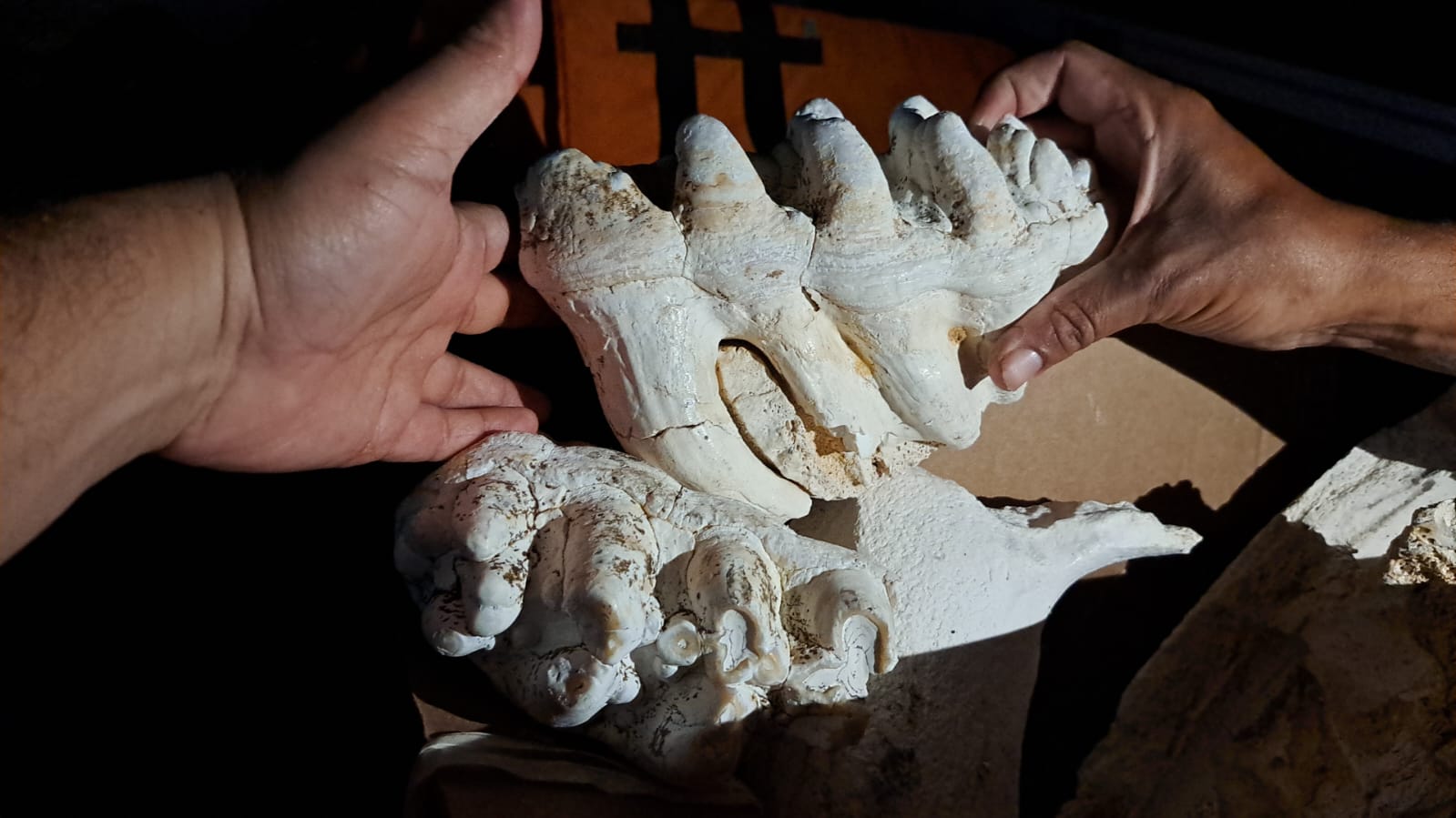 2025-06-16 Equipe encontra fósseis de mastofauna (conjunto de mamíferos de uma determinada região ou habitat) em balsas de garimpo.jpg