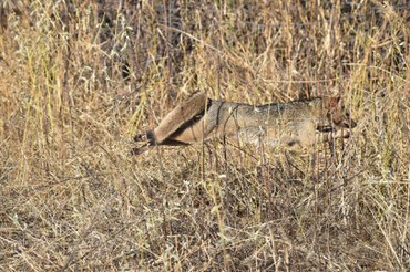 2025-07-03 Cachorro-do-mato volta para casa após ser atropelado e tratado pelo Cetas do Ibama-PB.jpg