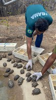 Ibama e Instituto Vida Livre devolvem 300 jabutis à natureza