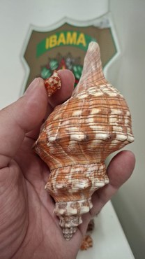 2025-10-22 Conchas apreendidas pelo Ibama foram doadas para instituição de ensino.jpg