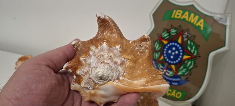 2025-10-22 Mais de 900 conchas de moluscos seriam enviadas para Roma ilegalmente.jpg