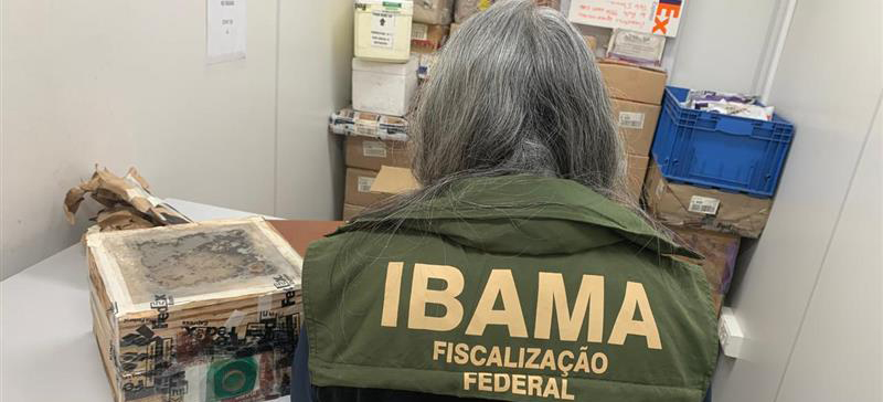 2025-08-01 O envio ilegal das abelhas tinha como destino a China.jpeg