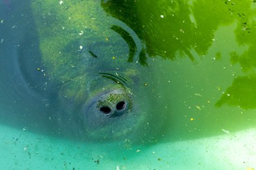 Espécimes de peixes-boi serão reabilitados e tratados no Cetas Benevides