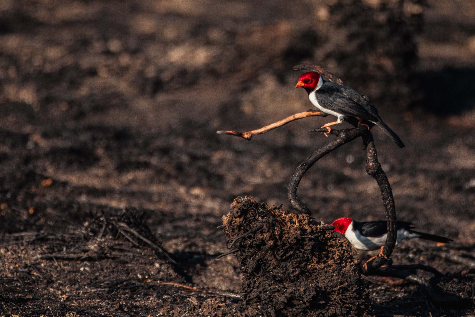 2025-05-22 Prevfogo no combate aos incêndios de 2024 em Corumbá-MS-1.jpg
