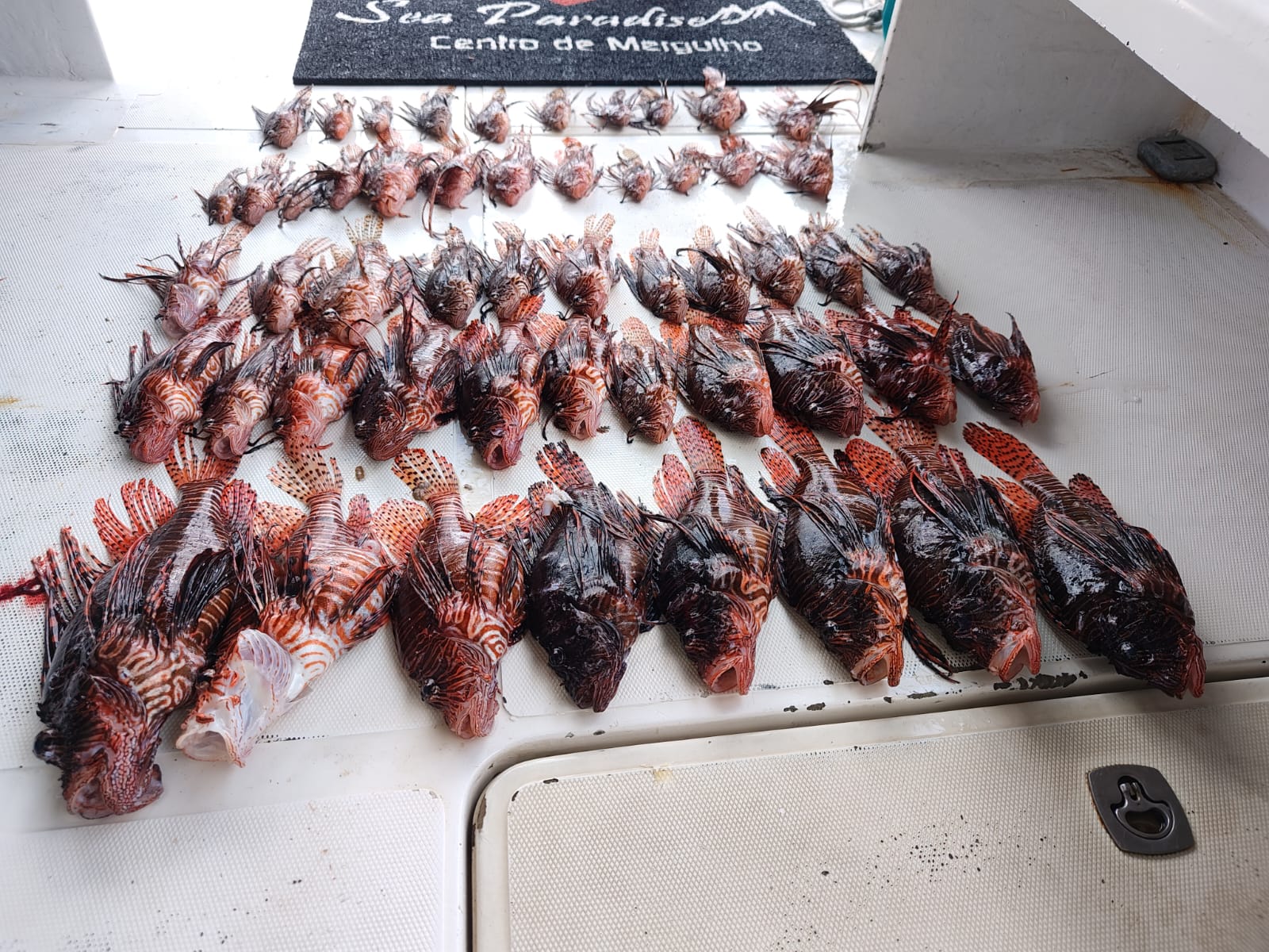 2025_10_14_noronha-capa