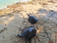 Ibama intensifica combate à caça ilegal na Amazônia e resgata quelônios no Pará