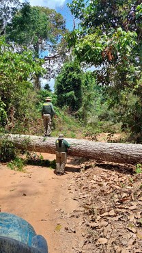 2025-09-04 Ibama identifica área desmatada ilegalmente na TI Cachoeira Seca, uma das mais pressionadas por madeireiras na Amazônia.jpg