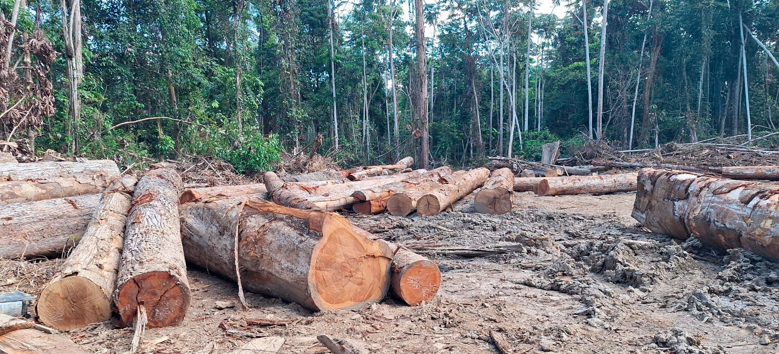 2025-09-04 Ibama vistoria em área em Uruará (PA). Ao todo, foram 430 hectares embargados e R$ 245 mil em multas aplicadas.png