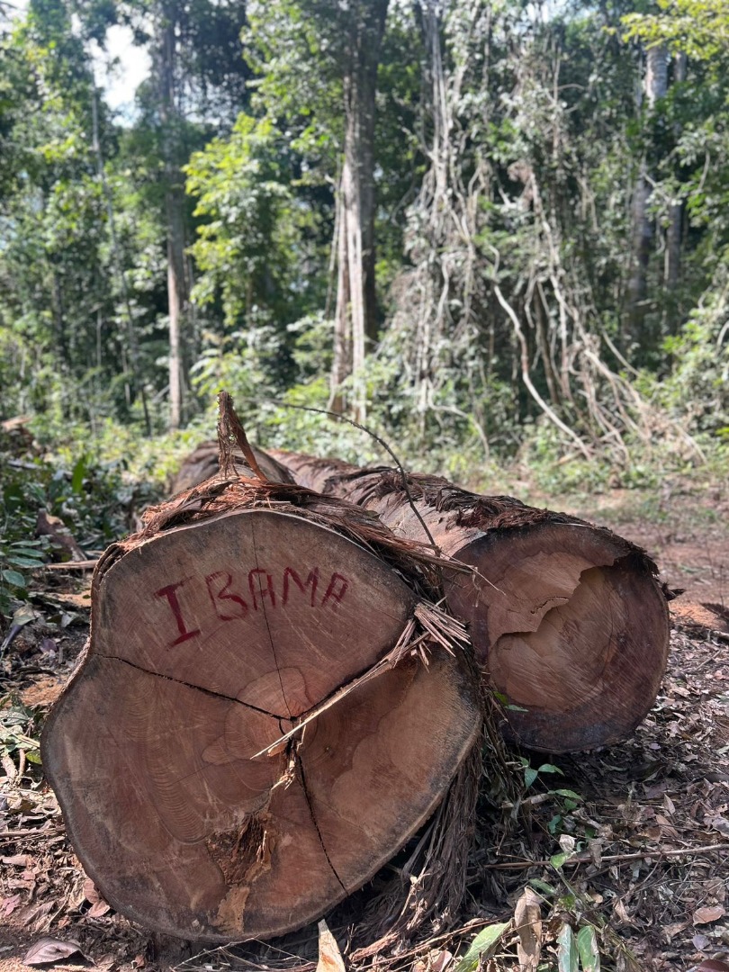 2027-07-08 Madeiras ao longo da BR 319 denunciam a prática ilegal de derrubada de árvores.jpg
